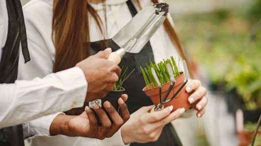 Quelles plantes choisir
